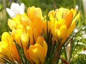 &quot;International Flower Delivery to California